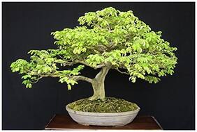 Bonsai Seeds Rain Tree Imported Bonsai Seeds By Creative Farmer