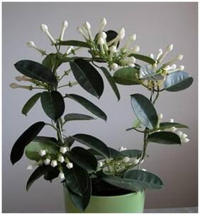 Bonsai Seeds Murrayya Paniculata Imported Bonsai Seeds By Creative Farmer