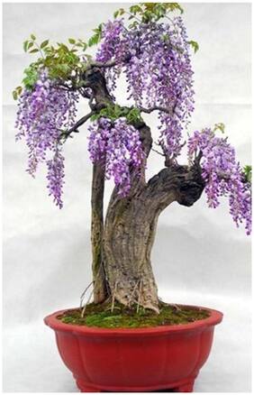 Bonsai Seeds Jacaranda Acutifolia Imported Bonsai Seeds By Creative Farmer