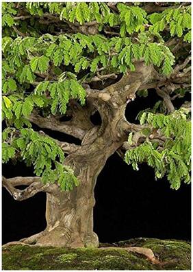 Bonsai Seeds Enterolobium Saman Imported Bonsai Seeds By Creative Farmer
