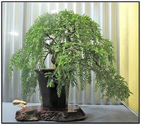 Bonsai Seeds Rusty Shield-Bearer Imported Bonsai Seeds By Creative Farmer