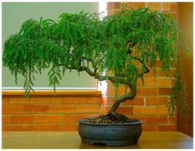 Bonsai Seeds Peltophorum Pterocarpa Imported Bonsai Seeds By Creative Farmer