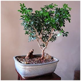 Bonsai Seeds Highly Fragrant Cream Colored Flowers Kamini Flower Imported Bonsai Seeds By Creative Farmer