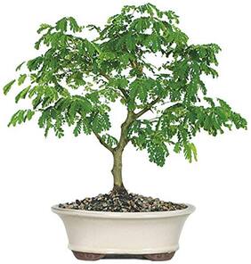Bonsai Seeds Crow Bean Tree Imported Bonsai Seeds By Creative Farmer