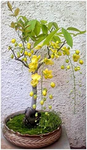 Bonsai Seeds - Cassia Fistula Bonsai Tree Seeds For Beginners-By Creative Farmer