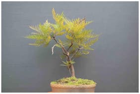 Bonsai Suitable Seeds Silkoak Garden Seeds Seeds