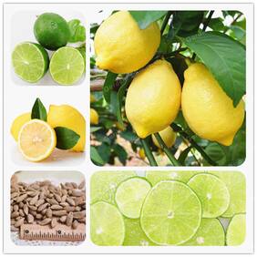 Bonsai Suitable Fruit Seeds : Gandharaj Lemon Plant Seeds Fruit Seeds Dwarf Bonsai Suitable Fruit Seeds Pack By Creative Farmer