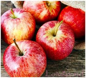 Bonsai Suitable Fruit Seeds : Apple Seeds A Mid-Season Heritage Variety From Massachusetts Bonsai Suitable Fruit Seeds Pack By Creative Farmer