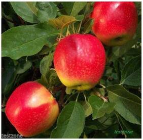 Bonsai Suitable Fruit Seeds : Apple Tree - Spreading Canopy For Terrace Garden Bonsai Suitable Fruit Seeds Pack By Creative Farmer