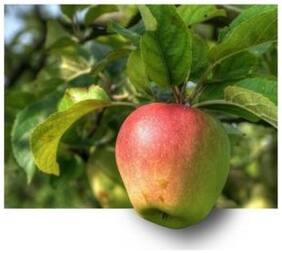 Bonsai Suitable Fruit Seeds : Apple Seeds For Planting Seeds For Organic Farming Bonsai Suitable Fruit Seeds Pack By Creative Farmer