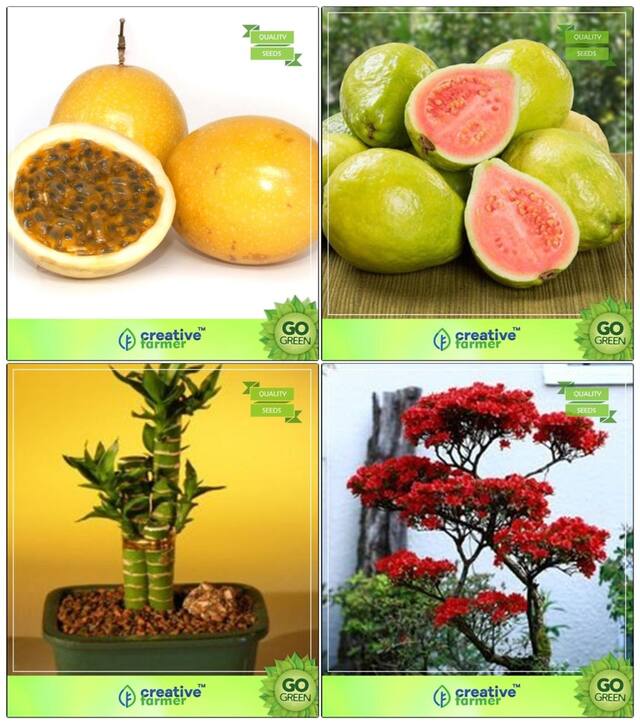 Bonsai Suitable Seeds : Seeds For Home Garden Combo Passion Fruit - Yellow