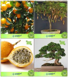 Bonsai Suitable Seeds : Pot Suitable Ing Seeds Combo Orange