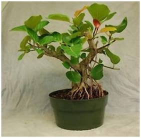 Bonsai Suitable Seeds Banyan Tree Barh Large Trunks Seeds