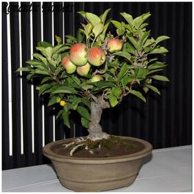 Bonsai Suitable Fruit Seeds : Kashmir Apple Seeds For Home Garden Fruits Bonsai Suitable Fruit Seeds Pack By Creative Farmer