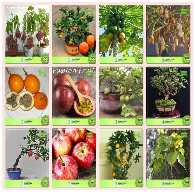 Bonsai Suitable Seeds : Bonsai Suitable Plant Seeds For All Season Combo Grape