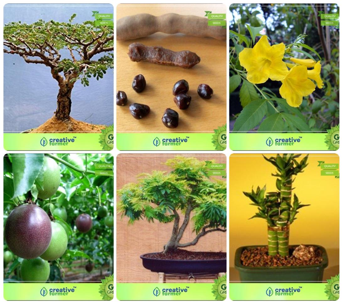 https://assetscdn1.paytm.com/images/catalog/product/H/HO/HOMBONSAI-SUITACREA88747F8F136DA/1563031550765_1..jpg