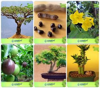 Bonsai Suitable Seeds : Tree And Fruits Tree Combo Acacia Dealbata