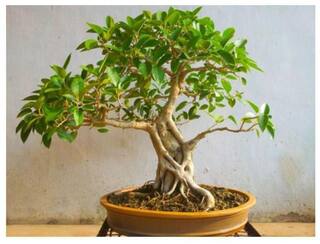 Buy Bonsai Suitable Tree Seeds Ficus Infectoria White Fig Pilkhan Seeds Pack Of 10 Gs Seeds Online At Low Prices In India Paytmmall Com