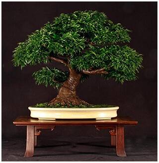 Bonsai Tree For Garden Indonesian Rosewood Bonsai Tree Seeds For Indian Climate-By Creative Farmer