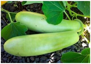Bottle Gourd Seeds For Vegetable Garden-20 Seeds by Creative Farmer