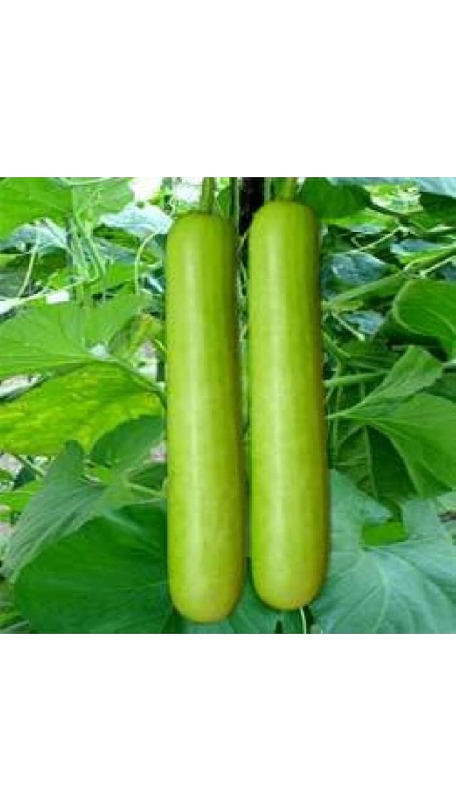Bottle Gourd Loki Premium Vegetables Seeds - Pack of 30 Premium Seeds