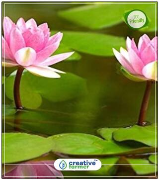 Bowel Lotus Seeds Gardening Seeds Perfect Home Garden Plant Seeds