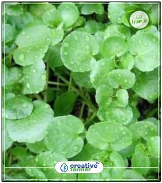Brown Cress Watercress Herb Seeds For Planting Perfect Home Garden Plant Seeds