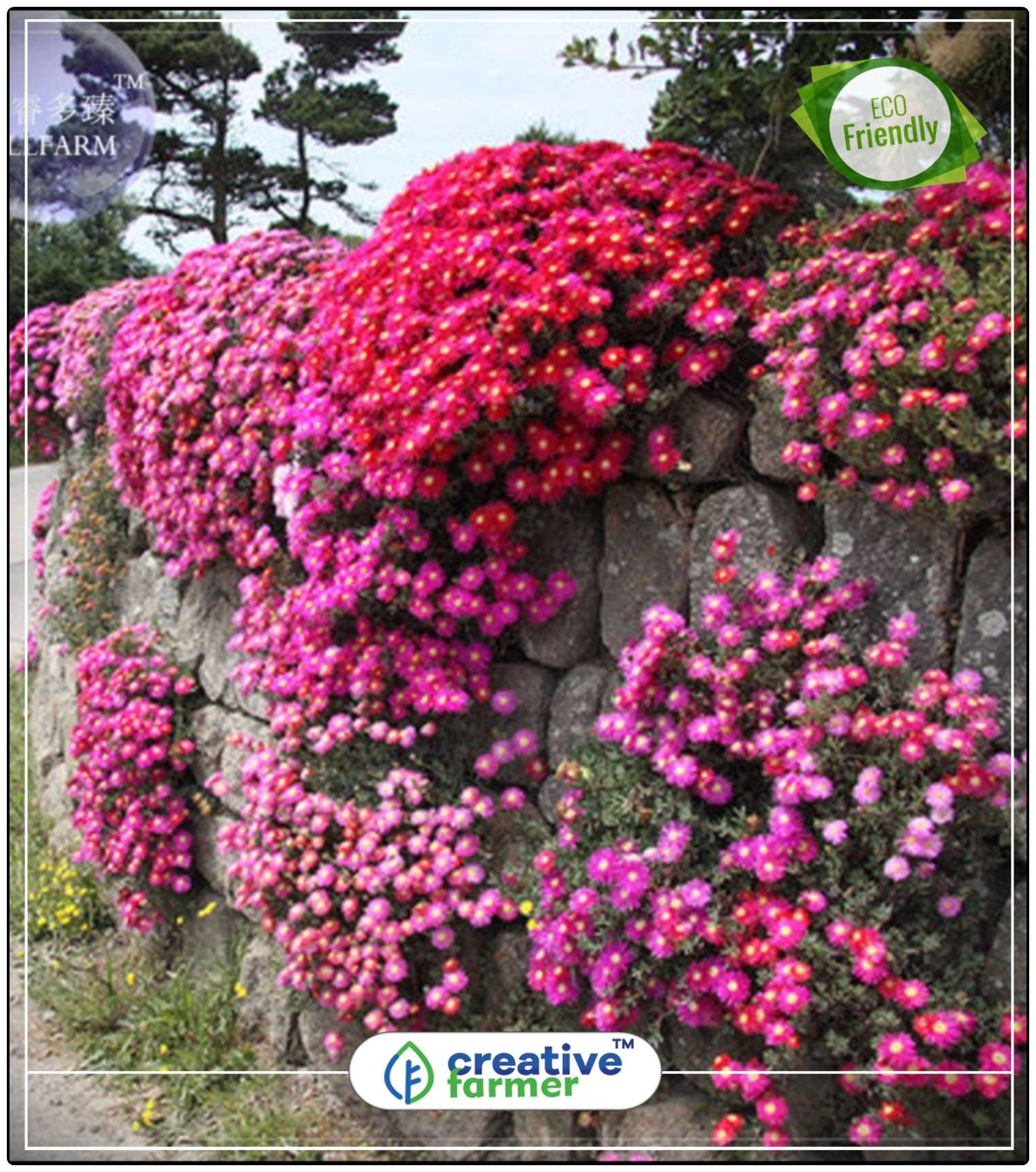 https://assetscdn1.paytm.com/images/catalog/product/H/HO/HOMBURF-FLOWERICREA887472161374E/1563036677287_0..jpg