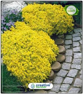 Burf-Yellow Hybrid Succulent Decorative Plants Perfect Home Garden Plant Seeds