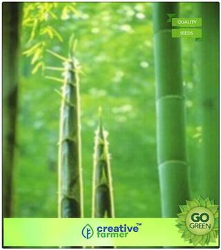 Calcutta Bamboo Ornamental Plants Seeds Bamboo Seeds Premium Kitchen Garden Plant Seeds
