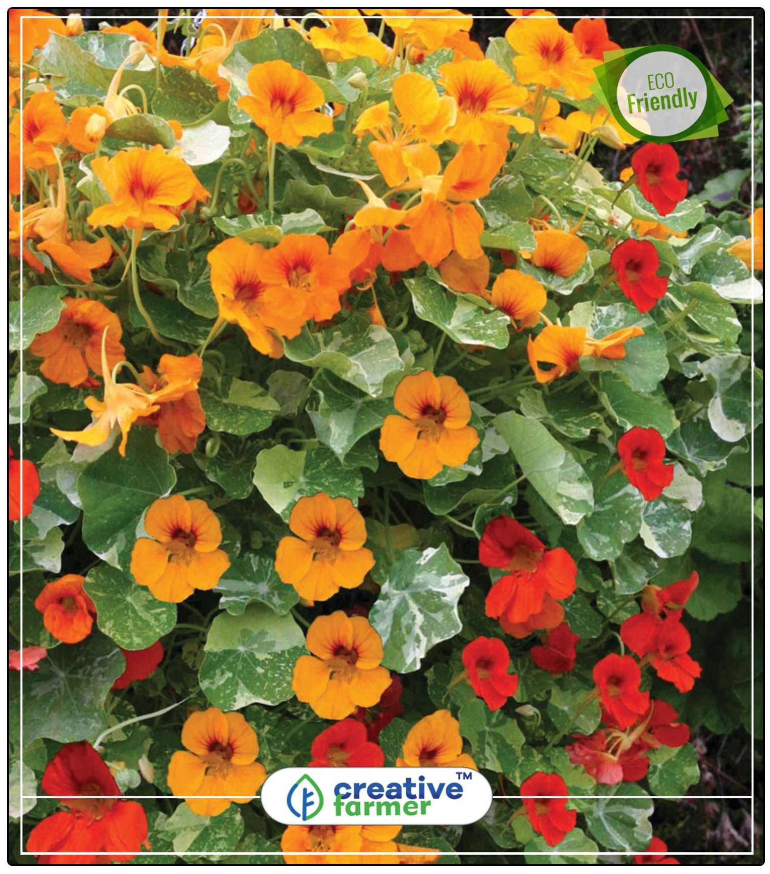 https://assetscdn1.paytm.com/images/catalog/product/H/HO/HOMCANARY-BIRD-CREA887479457EED9/1563112660108_0..jpg