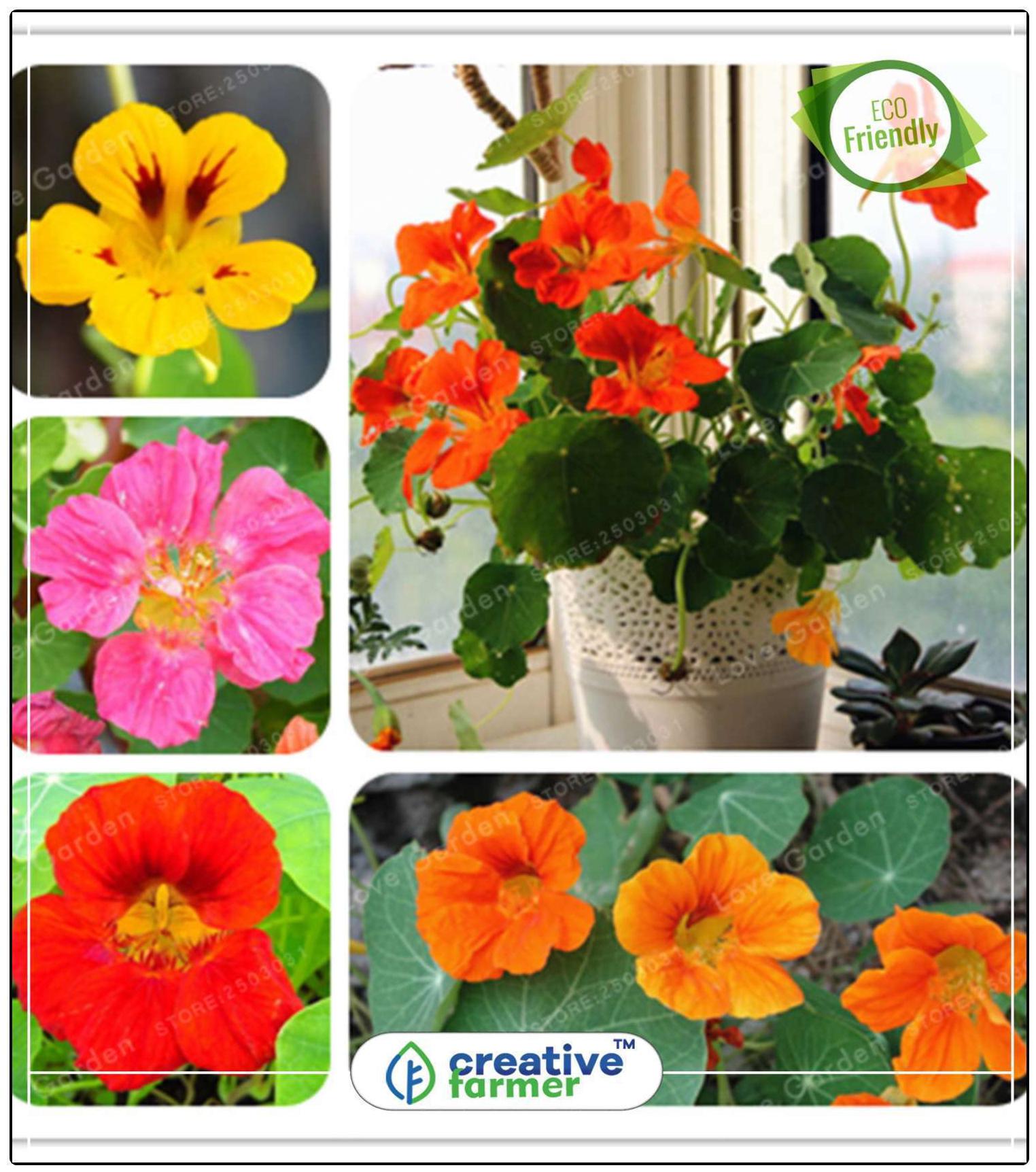 https://assetscdn1.paytm.com/images/catalog/product/H/HO/HOMCANARY-BIRD-CREA88747F74EB2D1/1563112614922_0..jpg