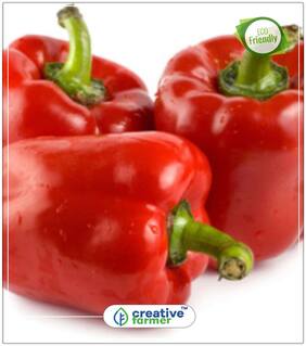 Capsicum Mix Seeds Ornamental Plant Seeds Perfect Home Garden Plant Seeds