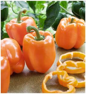 Capsicum Orange Bell