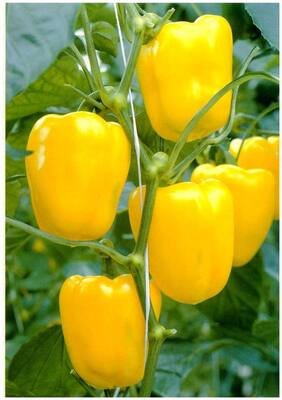 Capsicum Seeds Yellow Colour