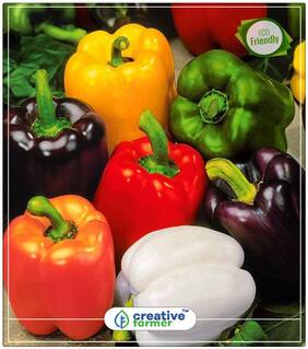 Capsicum Seeds - Red Colour Ornamental Plant Seeds Perfect Home Garden Plant Seeds