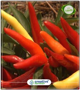 Capsicum Seeds (Multi-Colour) Vegetable Seeds Perfect Home Garden Plant Seeds