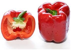 Capsicum Vegetable Seeds Seeds For Winter Season Seeds