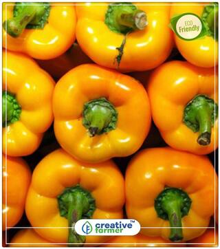 Capsicum Yellow Ornamental Plant Seeds Perfect Home Garden Plant Seeds