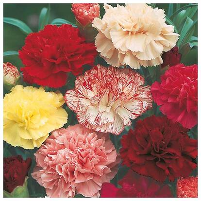 Carnation Flowers Indian Seeds for Home Garden - Pack of 50 Premium Seeds