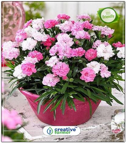 Carnation Gaint Chaubad Mixed Flower Seed Rainy Season Perfect Home Garden Plant Seeds