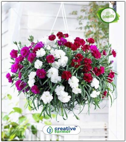 Carnation Gaint Chaubad Mixed Flower Seed Kit Perfect Home Garden Plant Seeds