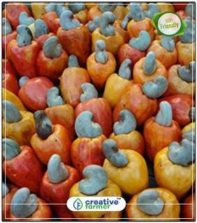 Cashew Nut Seeds Fruit And Nut Seeds Perfect Home Garden Plant Seeds