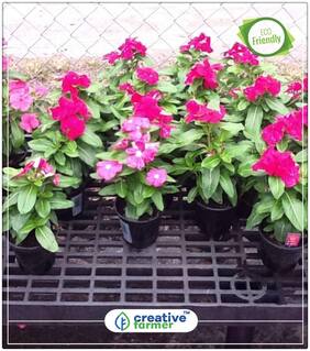 Catharanthus Roseus Vinca Summer Flower Seeds In India Perfect Home Garden Plant Seeds