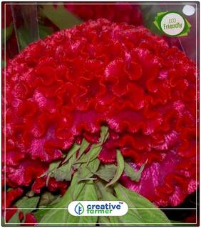 Celosia Cockscomb - Red Yellow Orange Gold Pink Seeds For Garden Perfect Home Garden Plant Seeds