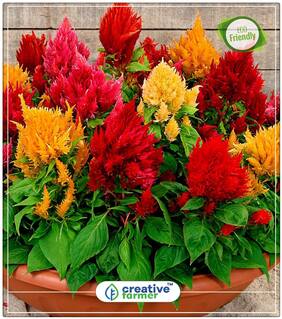 Celosia Mixed Seeds Cockscomb Flower Seeds Garden Plant Seeds Perfect Home Garden Plant Seeds