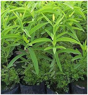 Chandanam - Sandalwood Tree Seeds - 10 Seeds by Creative Farmer
