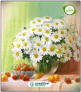 Chandramallika White Summer Flower Seeds Of India Perfect Home Garden Plant Seeds