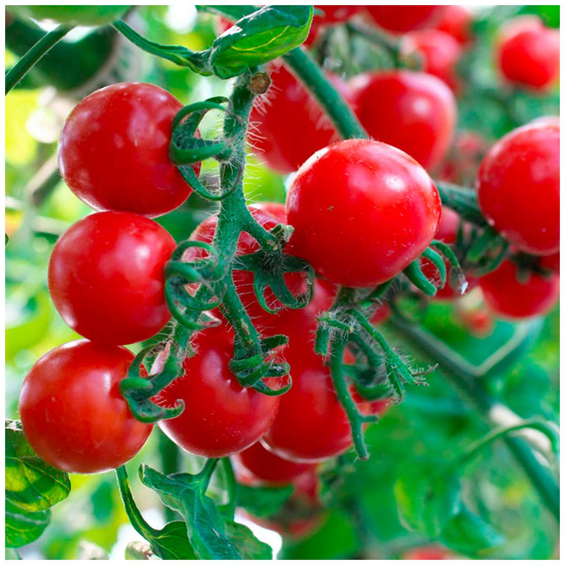 карликовые помидоры черри. томат пунто черри. черри гибрид. томат «кримсон черри». черри гибрид.