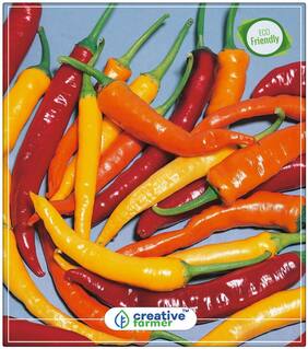 Chilli Seeds (Ornamental Orange ) Vegetable Seeds Perfect Home Garden Plant Seeds